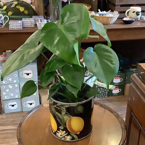 Monstera plant - Click and collect only